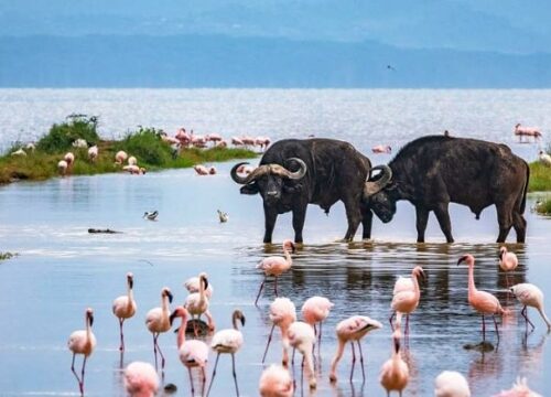 Day Trip: Nairobi → Lake Naivasha → Lake Nakuru → Nairobi
