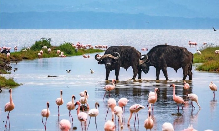 Day Trip: Nairobi → Lake Naivasha → Lake Nakuru → Nairobi