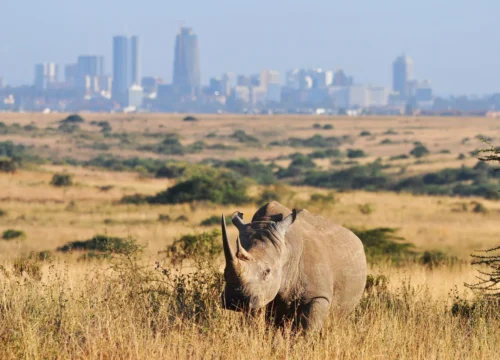 3 Days / 2 Nights Kenya Safari-Nairobi -Amboseli