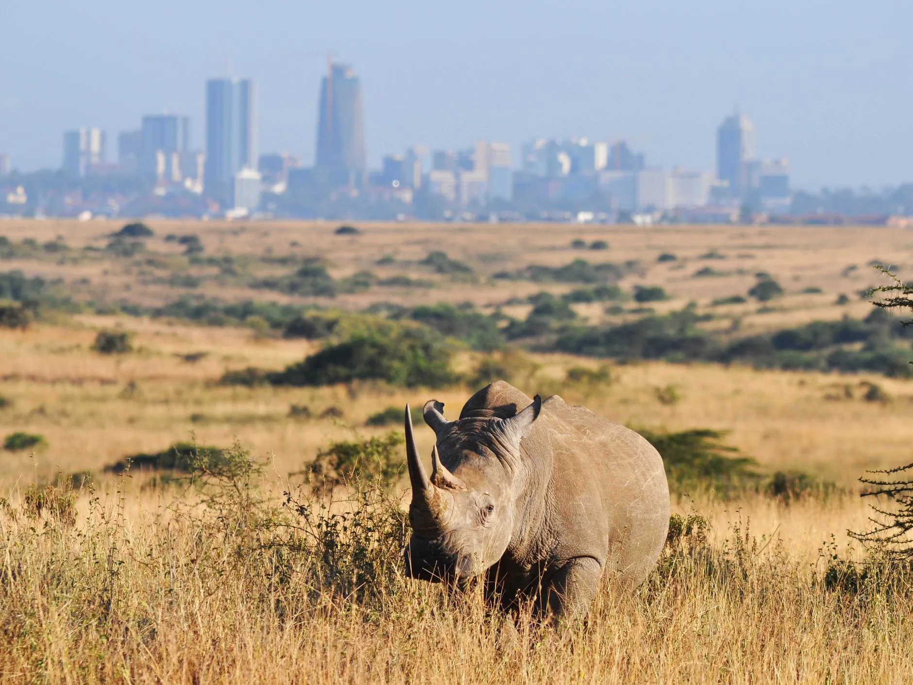 3 Days / 2 Nights Kenya Safari-Nairobi -Amboseli