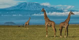 6-day safari covering Nairobi, Naivasha, Nakuru, Amboseli