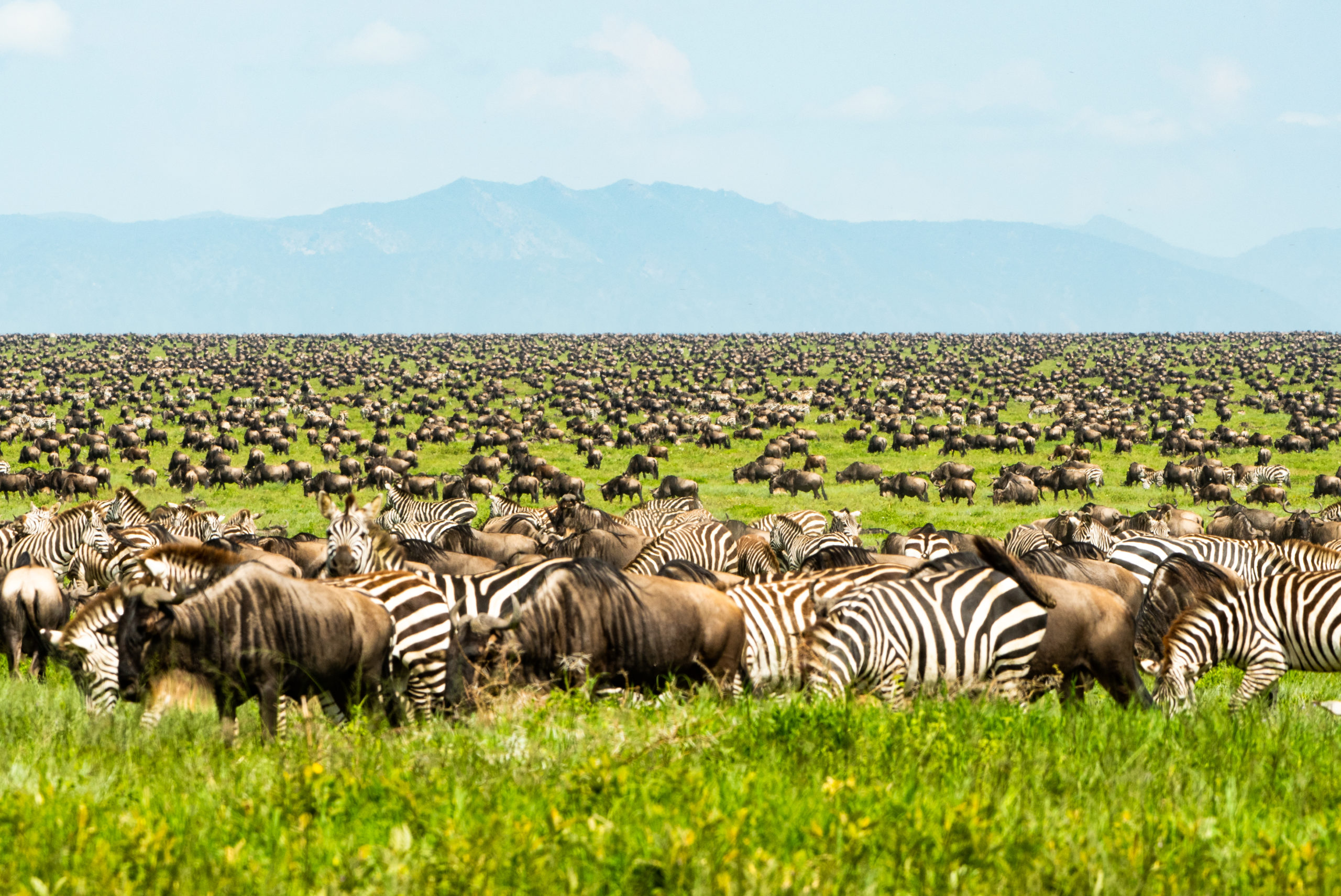 6-day safari covering Nairobi, Maasai Mara, Naivasha