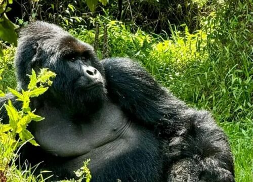 Experience Uganda Gorilla Trekking with Sharif’s Tour: Your Ultimate Guide to a Once-in-a-Lifetime Adventure