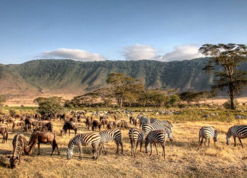 Explore the best Tanzania tours with Sharif’s Tour! From Serengeti safaris to Kilimanjaro treks and Zanzibar beaches, book your dream adventure today.